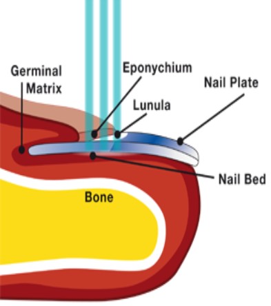 Schema nagel